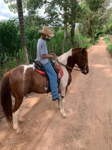 CAVALO PAMPA DE MARROM