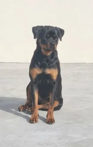 Linda Filhota Rottweiler com 5 meses