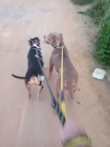 Pitmonster
