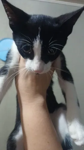 Gatinha pra adoção 