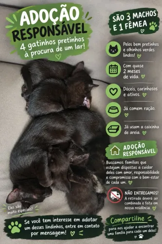 Doação de gatinhos pretos