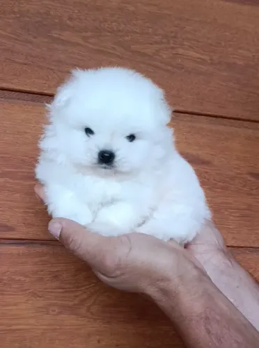 Lulu da pomerânia anão ursinho pelagem exuberante