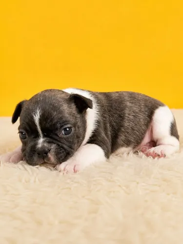 Buldogues frances