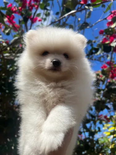 Spitz alemão