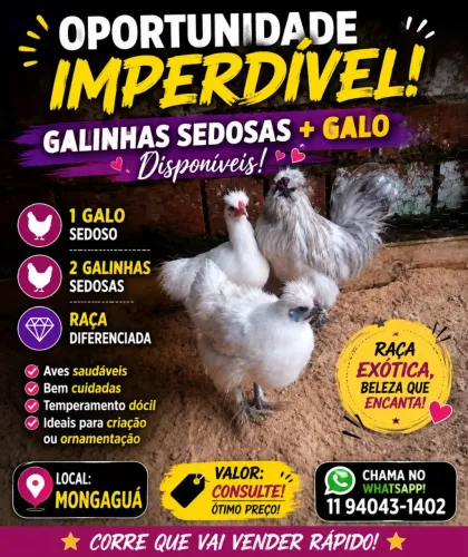 Galinhas sedosas 