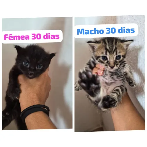 1 gato e 1 gata, 30 dias. Escolha o seu