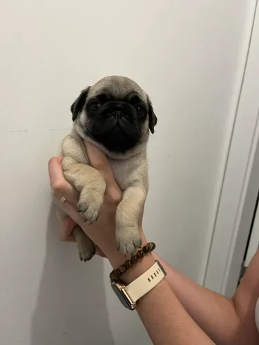 Fêmeas de Pug disponível 