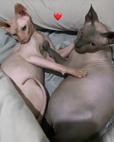 Casal de gatos Sphynx