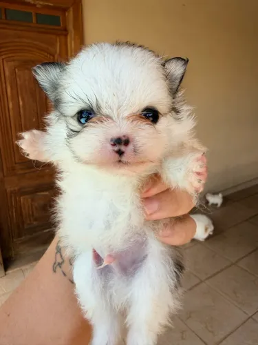 Spitz alemão Lulu da Pomerania