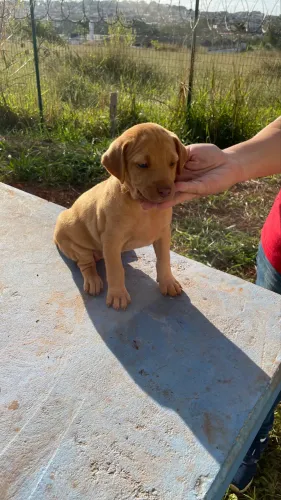 Doação de cachorro