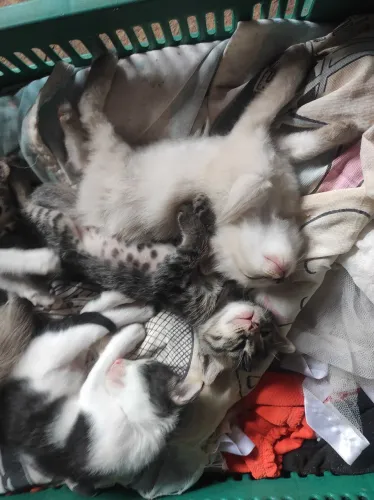 Estou doando gatinhos com um mês de vida 