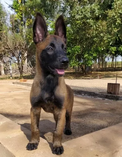Filhotes pastor belga malinois 
