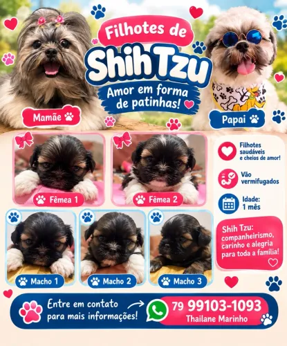 Venda de Cachorro ( Raça Shitzu)