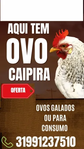 Pintinhos caipiras e ovos galado