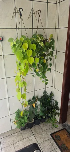 Plantas + Suporte (Jiboia, Jiboia Limão, Cacto, Planta da Fortuna, Arruda e Guiné
