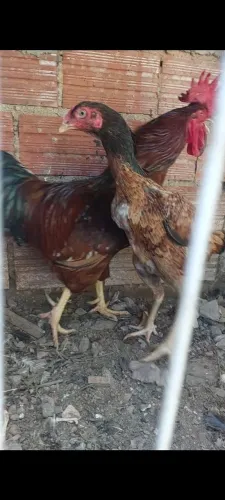 Vendo Galo Rhode x Embrapa 51