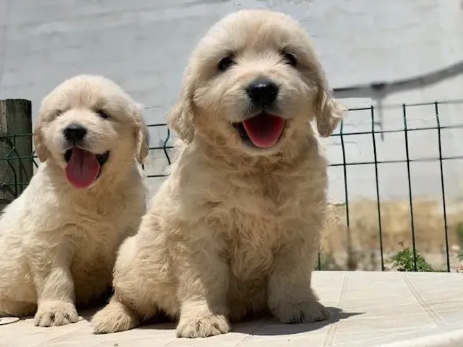 Filhote de Golden Retriever Com Uma Companhia Incomparável