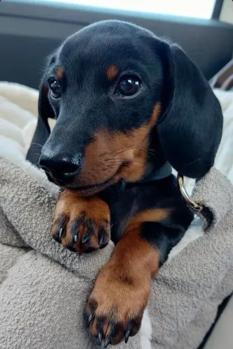 Adquira já sua dachshund Basset fêmea limguicinha 