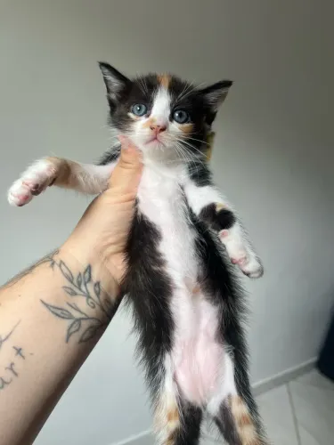 Doação de Gatinha