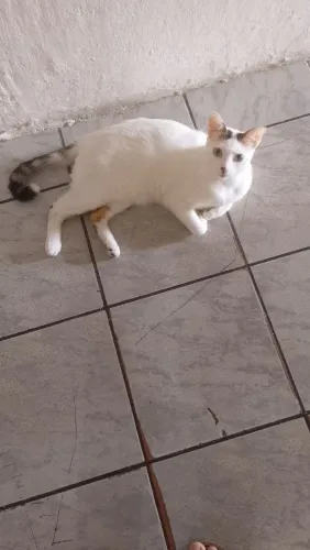 Doação de gato