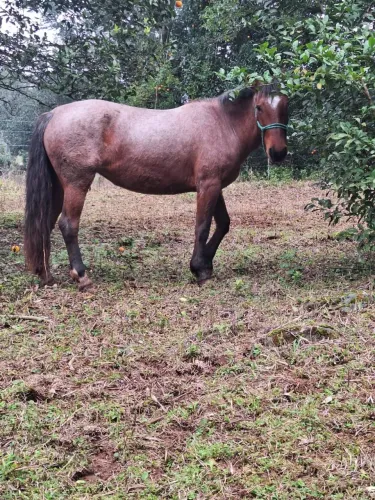Vendo Egua Rosilha