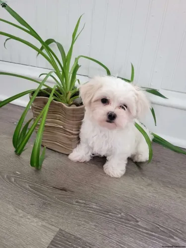 Um floquinho de amor andando pela casa ?