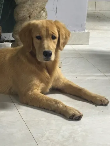 Uma linda fêmea da raça Golden 