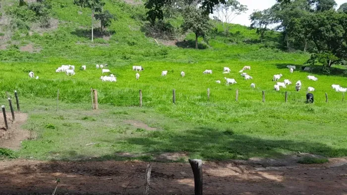Imóvel para venda com 12947000 metros quadrados em Setor Central - Vila Propício - GO