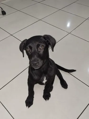 Doação de animal