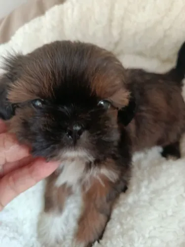 Filhote shih tzu, O amor de quatro patas que faltava na sua vida!