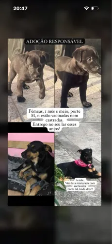 Adoção responsável 