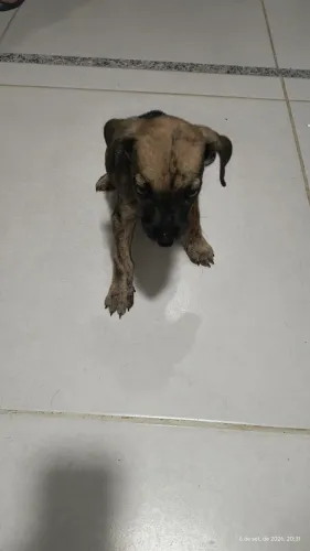 Doação filhote macho