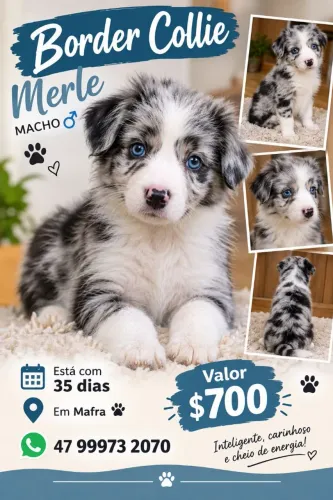 Border collie merle macho