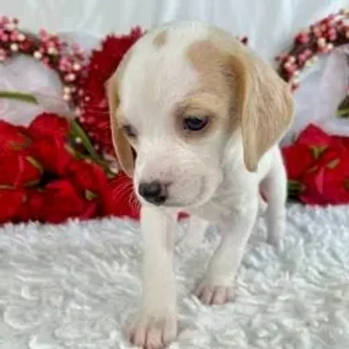 Beagle,Beagle Filhote Linda Linhagem Disponível