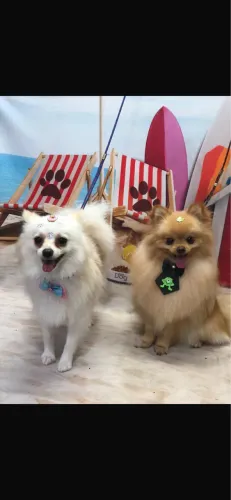 Spitz alemão anao com 63 dias vacinado