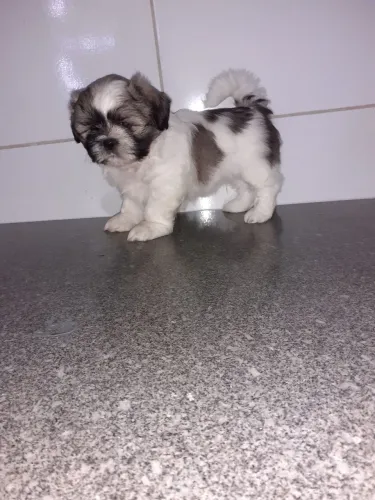 Filhote de ShihTzu 