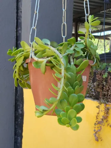 Lindas plantas