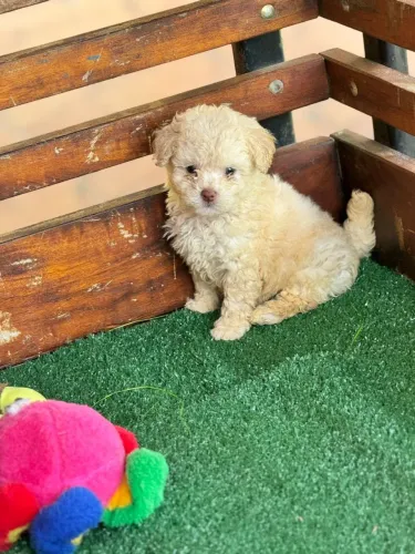 Poodle Toy | O carinho perfeito - Chama no WhatsApp 