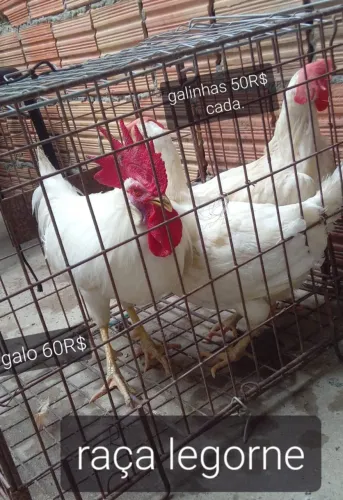galo e galinha
