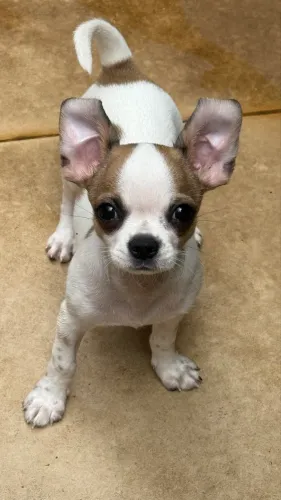 Filhote de Chihuahua