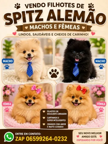 Spitz alemão machos e femeas