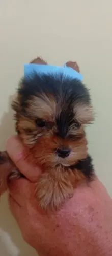 Filhotes de Pinscher e Yorkshire socializados