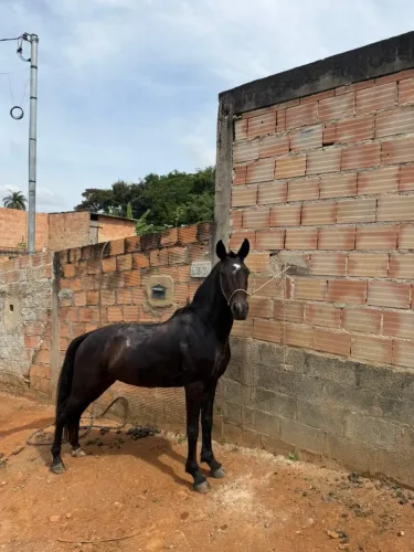 Égua macha Batida 