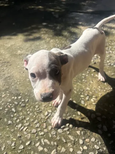 American pitbull terrier macho 