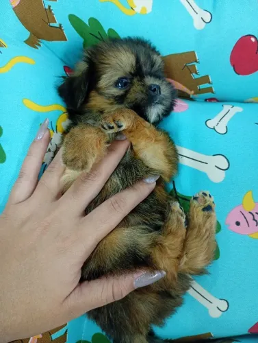 Filhote Micro/toy cachorro 