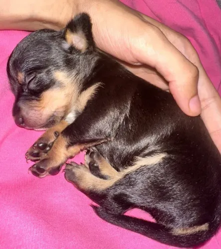 Fêmea Pinscher 0 linda