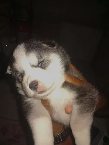 Husck siberiano 