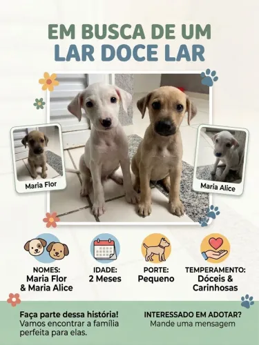 Adoção Responsável - Filhotes