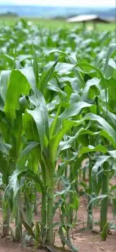 Fazenda de 600 tarefas pra arrendamento safra 2027