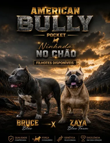 American Bully Pocket